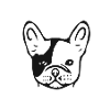 French bulldog