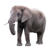 Éléphant