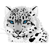 snow leopard
