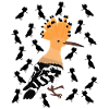 Hoopoe bird