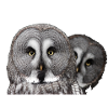 Two owl heads