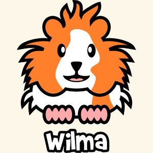 Meerschweinchen Wilma