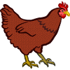 Ein Huhn