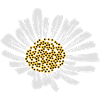 Gänseblümchen