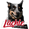 AUSTRALIAN CATTLE DOG Lächle Hundespruch