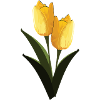 Yellow tulips