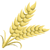 wheat