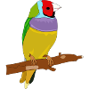 Bunter Vogel