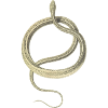 serpent