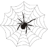 Spider web