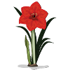 amaryllis
