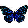 Black blue butterfly gift idea
