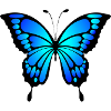 Blue butterfly gift idea