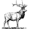 Hirsch