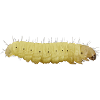 Caterpillar