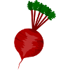 radish