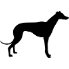 greyhound