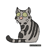 Cat - American Shorthair
