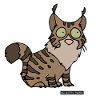 Chat - Maine Coon