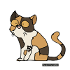 Chat - Exotic Shorthair