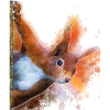 Eichhörnchen Aquarelldesign
