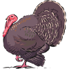 turkey