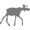 Moose