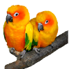 Oiseaux