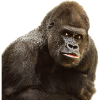 gorilla