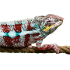 chameleon