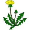 Löwenzahn Pusteblume