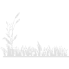 grass