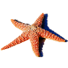 A beautiful starfish