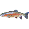 A beautiful rainbow trout