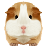 Guinea pig Tobi