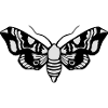 Moth / Moth