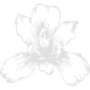 fleur fleur d'orchidée Tatouage