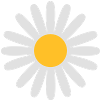 Daisy flower
