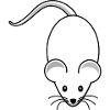Maus,mäuschen,weisse maus