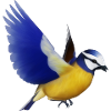 blaumeise,meise,vogel,tier