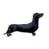 Dachshund