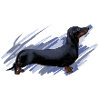 Dachshund