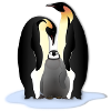 Pinguin Familile