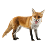 Fox