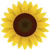 Sonnenblume Geschenk Idee
