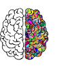 Brain, anatomy, drawing, medical