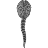brain, spine,