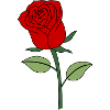 rote Rose