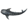 Whale shark