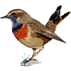 Blaukehlchen_Luscinia svecica